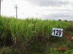 61160129b-irrigated-supplemental-river-water-sugarcane.jpg