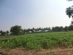 56376CIMG7929.JPG