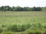 33552RIMG0217.JPG