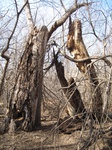 8608IMG_1233.JPG