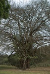 24502Colima 2008-2009 Part 2 185.jpg