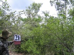 1177022-forest-scatered-trees-eucalyptus-shrubsb.jpg