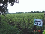 129820273b-irrigated-supplemental-lift-irrigation-cotton.gif