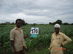 69980176b-irrigated-supplemental-groundwater-sugarcane-dominant-maize.jpg