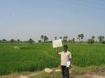9833gt0126a-cultivated-irrigated-rice-large-area.gif
