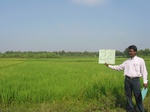 9267gt022a-cropland-irrigated-rice-plantations-moasic.gif
