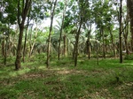 44095CIMG1280.JPG