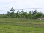 33433RIMG0173.JPG