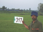 131410317c-irrigated-canal-rice-doublecrop.gif