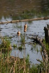 385IMG_3494.JPG