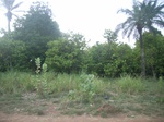 4060RIMG0364.JPG