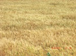 29678CIMG0969.JPG