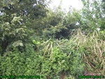 1186R0015042_tag.jpg