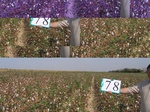 11644078-Irrigated (Surface water) cotton-b.jpg