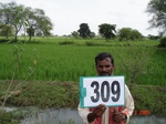 131040309a-irrigated-canal-rice-doublecrop-chickpeas.gif