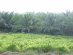 33726RIMG0344.JPG