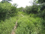 1174612-scrubland-vigourous-dense-a.jpg