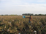 11438009-irrigated-cotton-1a.jpg