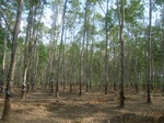 54290R0012734.JPG