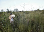 12184GT324_savannah_grass_fallow.JPG