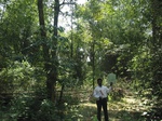 9246gt013b-forests-Y-sec.gif