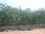 33714RIMG0332.JPG