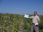 10279057-Irrigated (Surface water) maize-.jpg
