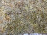 24988DSC00055.JPG