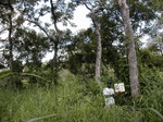 12189GT329_savannah_woodland.JPG
