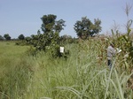11957GT004_grass_mais.JPG