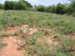 833454-cropland-chena-bringal-closelook.jpg