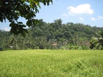 15853IMG_4394.JPG