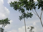 49540CIMG5877.JPG