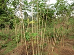 50293CIMG0922.JPG