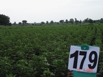 70080179b-rainfed-agriculture-cotton.jpg
