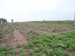 34614RIMG0081.JPG