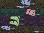 11572055-Irrigated (Surface water) cotton-a.jpg
