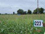 127990223b-rainfed-agriculture-maize-dominant-cotton.gif