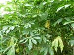 20206P1020060.JPG