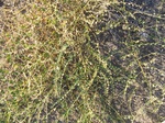 8195vp-075-Scrubland-a.jpg