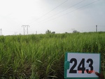 71980243a-irrigated-supplemental-groundwater-sugarcane.jpg