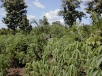 12177GT317_cassava_beans_wateryam.JPG