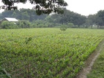 21942DSC00194.JPG
