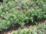 10349vp-043-Irrigated (SW) mixed vegetables-a2.jpg
