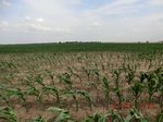 29480CIMG0784.JPG