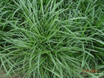 51824Tank ID 1800047 Eidigadasarahalli 3.JPG