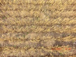 29400CIMG0634.JPG