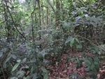 45749CIMG2834.JPG