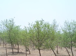 478701052008(59).JPG
