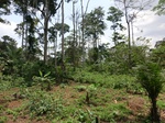 46416CIMG0705.JPG
